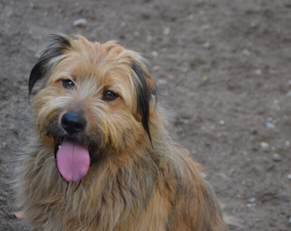 Basti