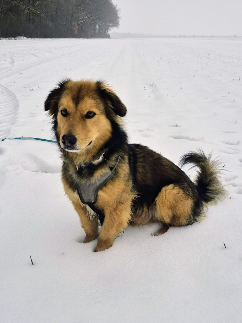 Toto- Charakterstarker Individualist sucht souveräne Führung!