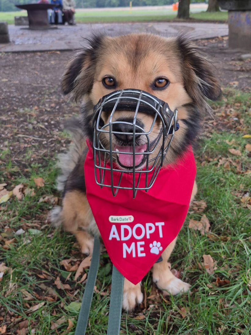 Toto- Charakterstarker Individualist sucht souveräne Führung!