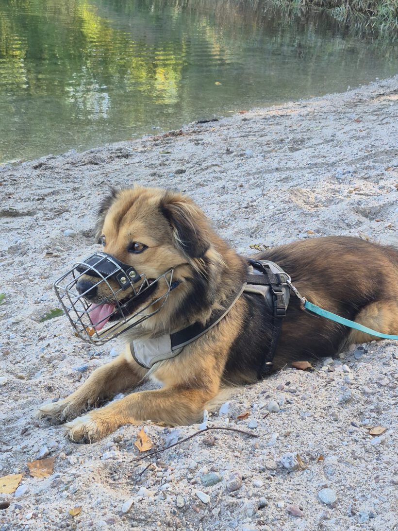 Toto- Charakterstarker Individualist sucht souveräne Führung!