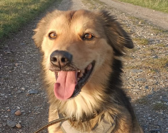 Toto- Charakterstarker Individualist sucht souveräne Führung!