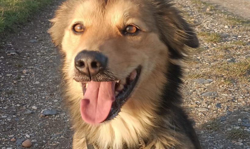 Toto- Charakterstarker Individualist sucht souveräne Führung!