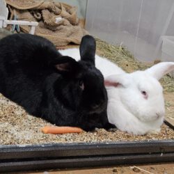 Kaninchen-Brüder Karl und Maxl