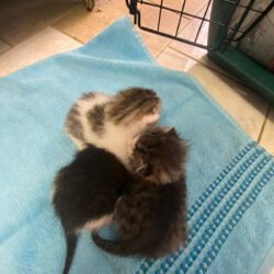 Die Kittenzeit geht los! Und wir benötigen dringend Eure Hilfe!