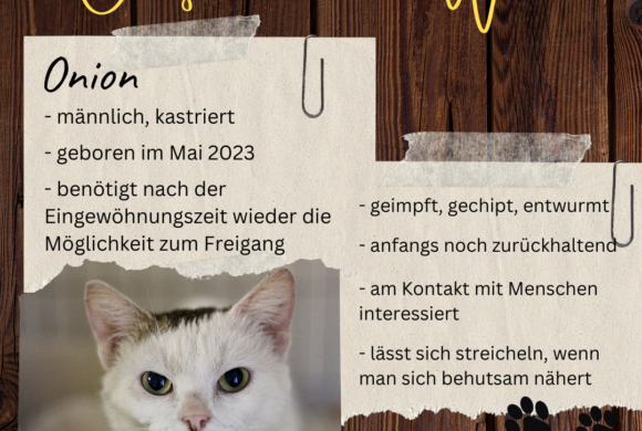 Oelzschauer der Woche: Onion