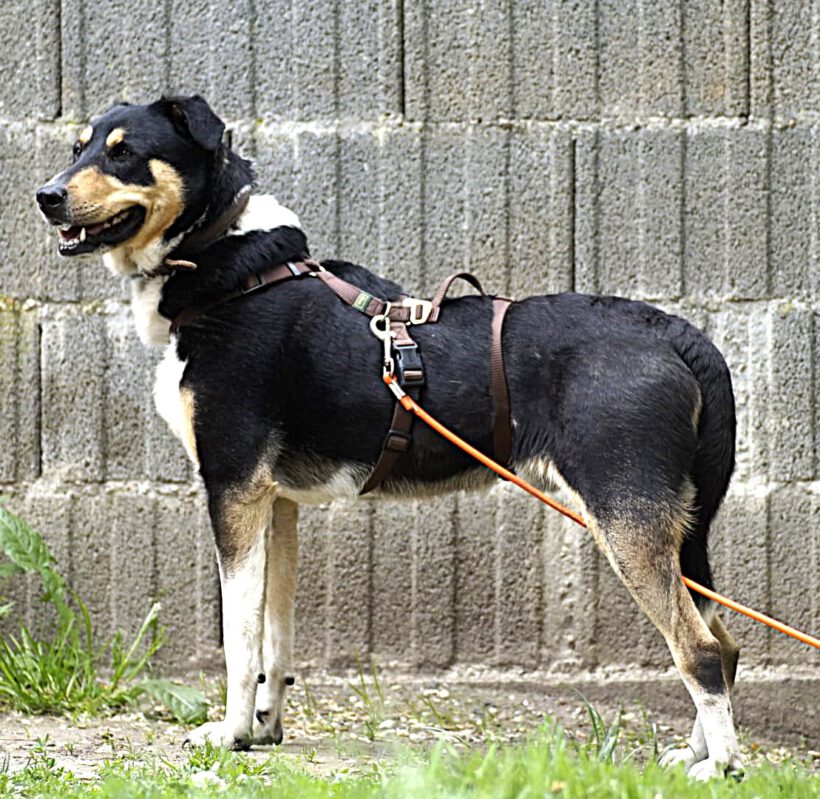Baris