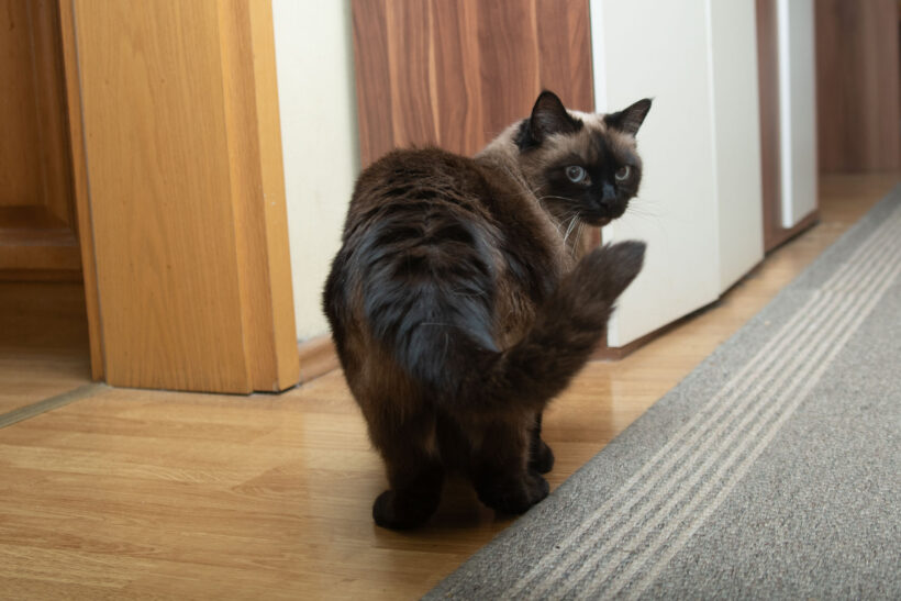 Püppi