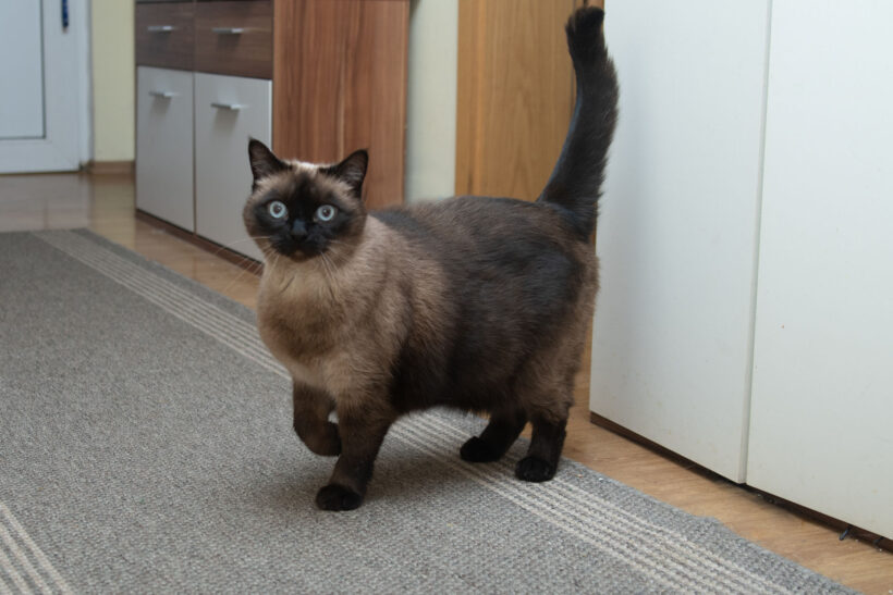 Püppi