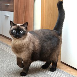 Püppi