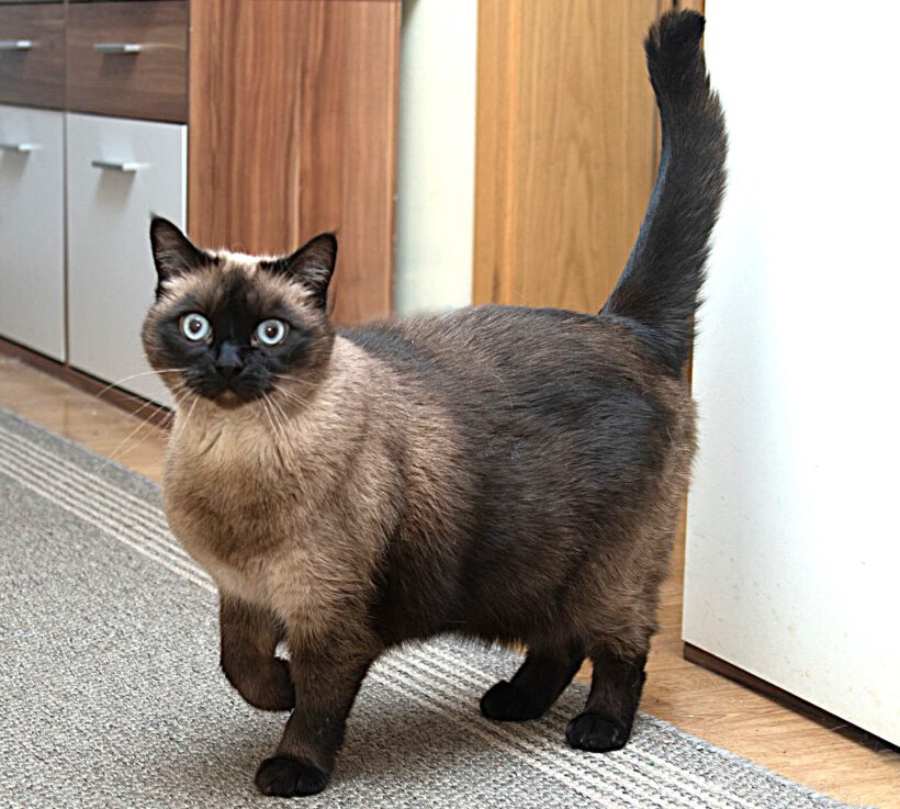 Püppi