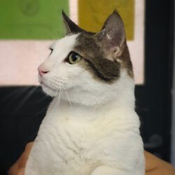 Tom