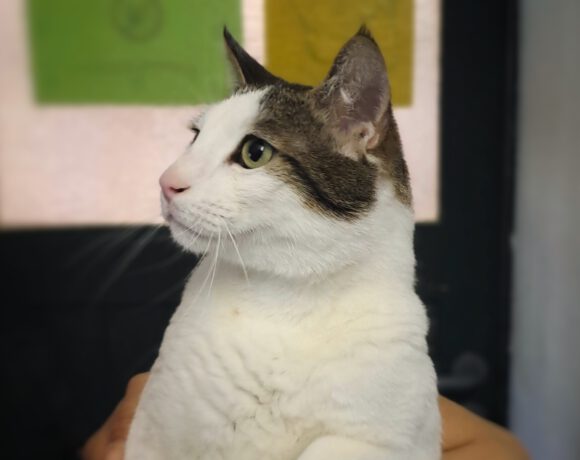 Tom