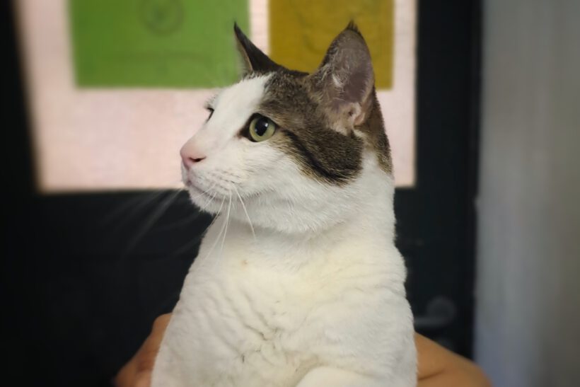 Tom