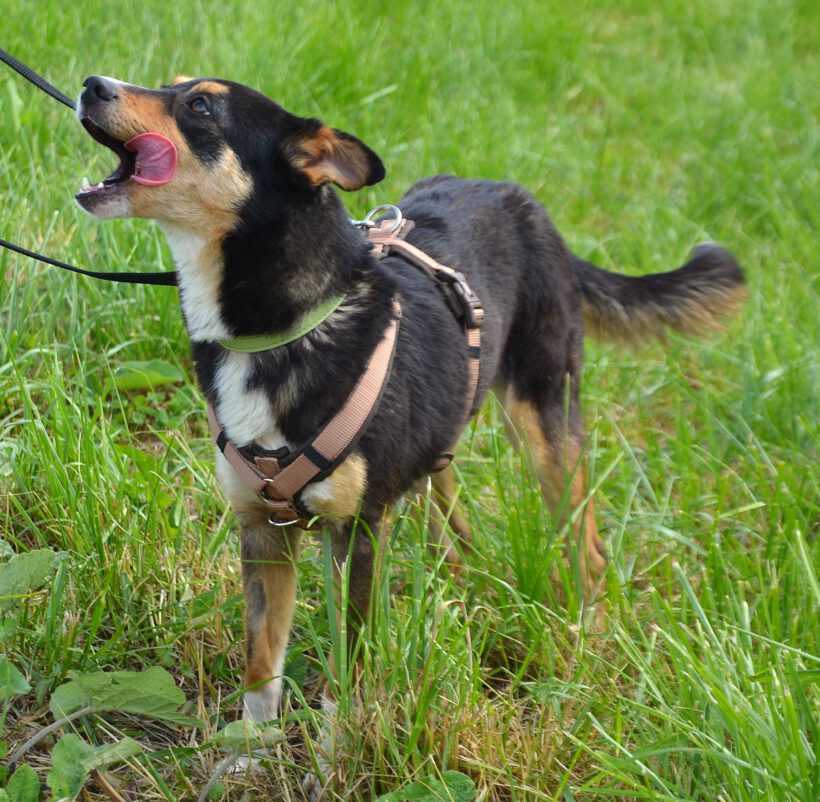 Mia