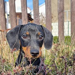 Oskar