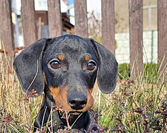Oskar