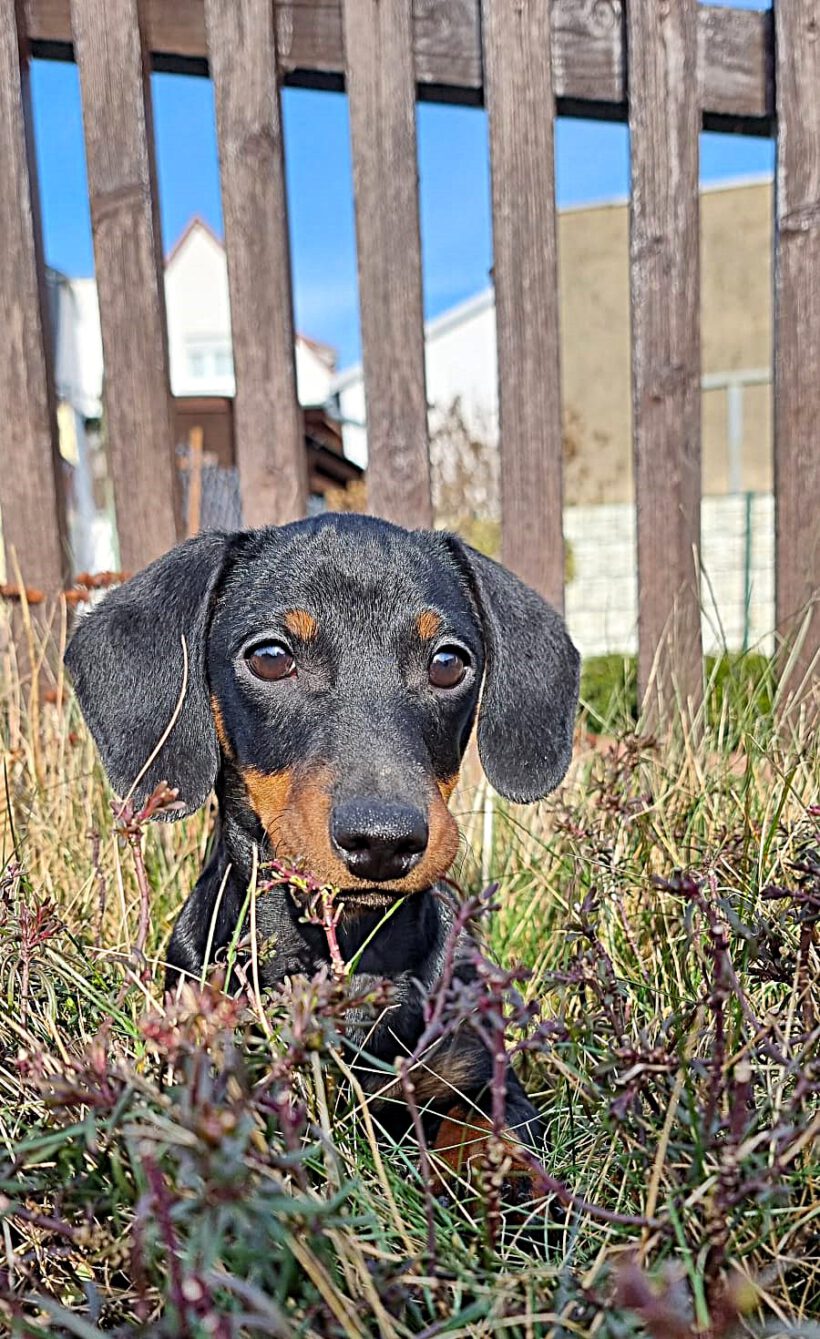 Oskar