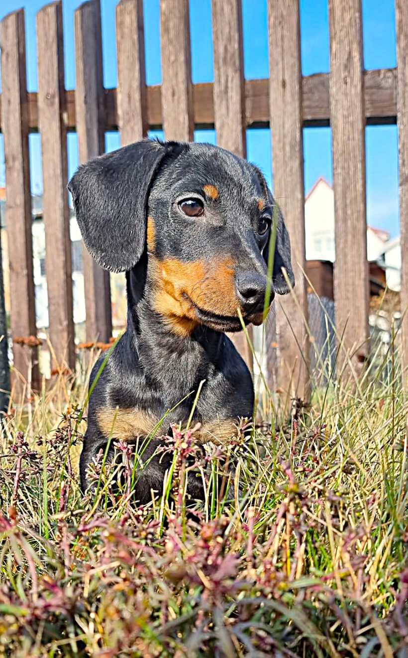 Oskar