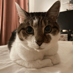 Wilhelm