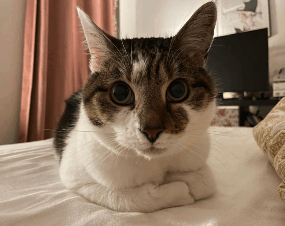 Wilhelm