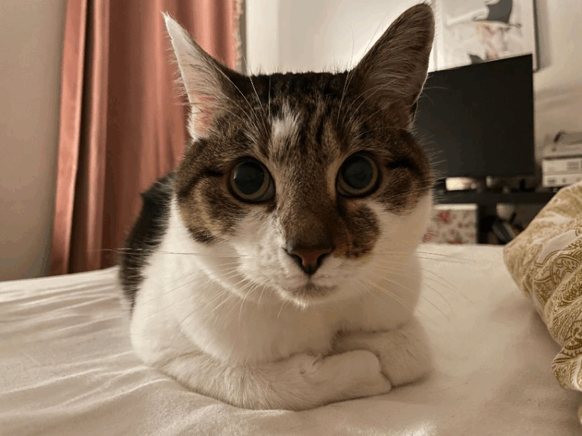 Wilhelm