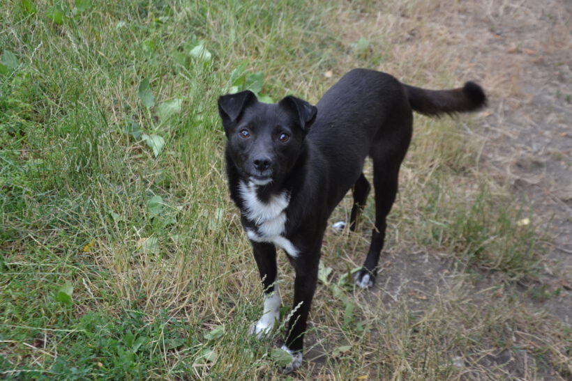 Maggy