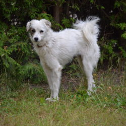 Hilde