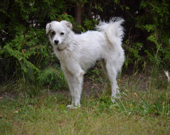 Hilde