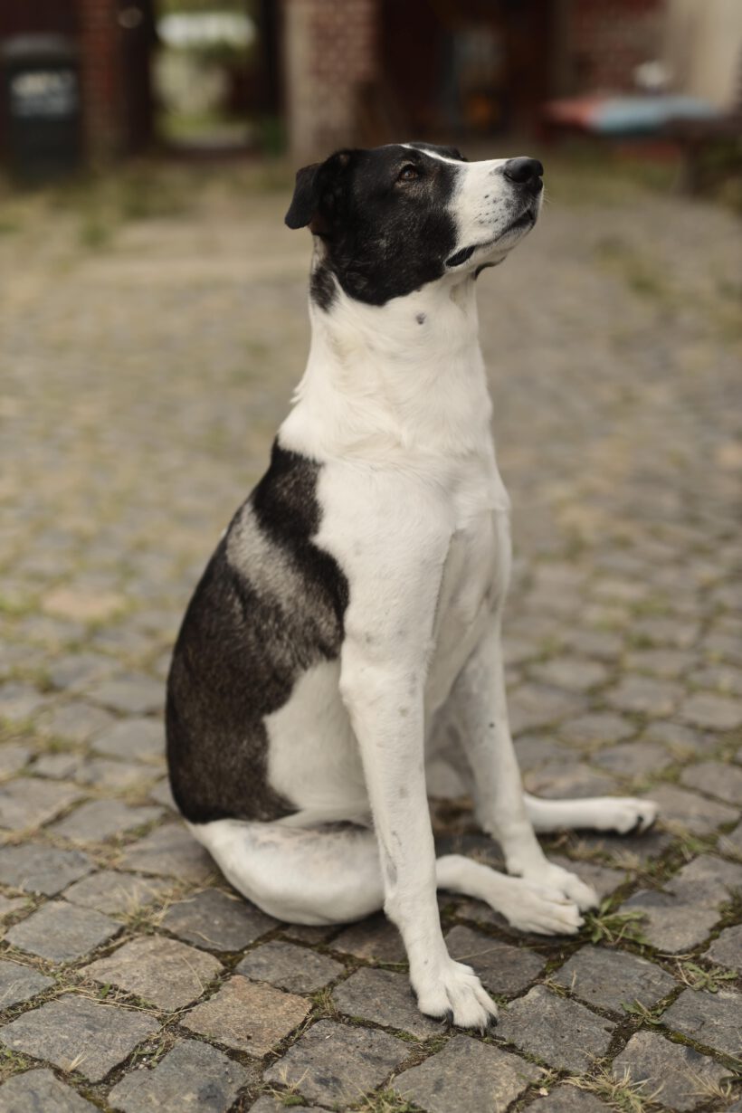 Amelia