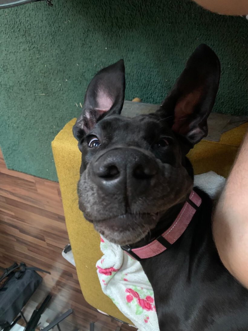 Freya