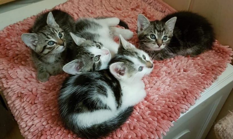 Emma & Elsa / Theo & Tayo