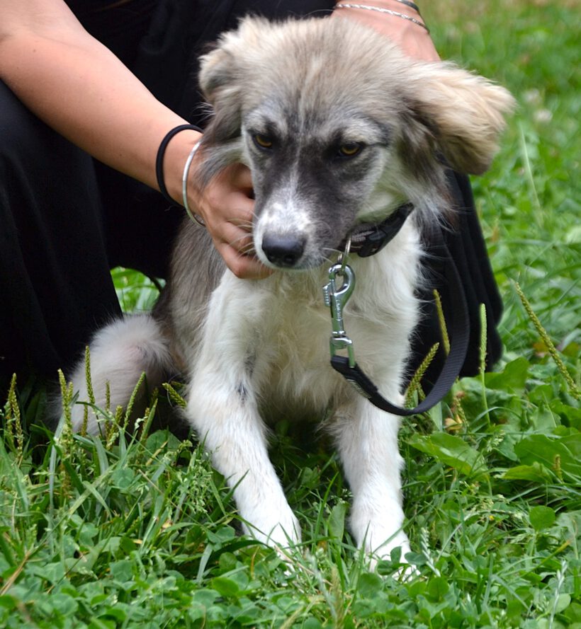 Suki