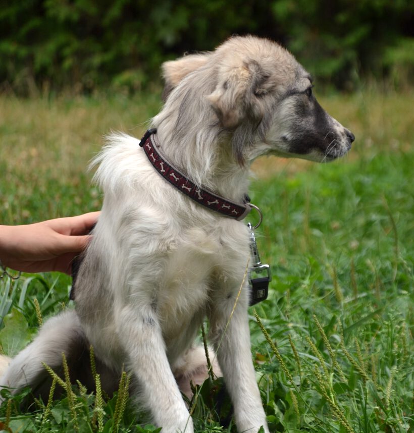 Suki