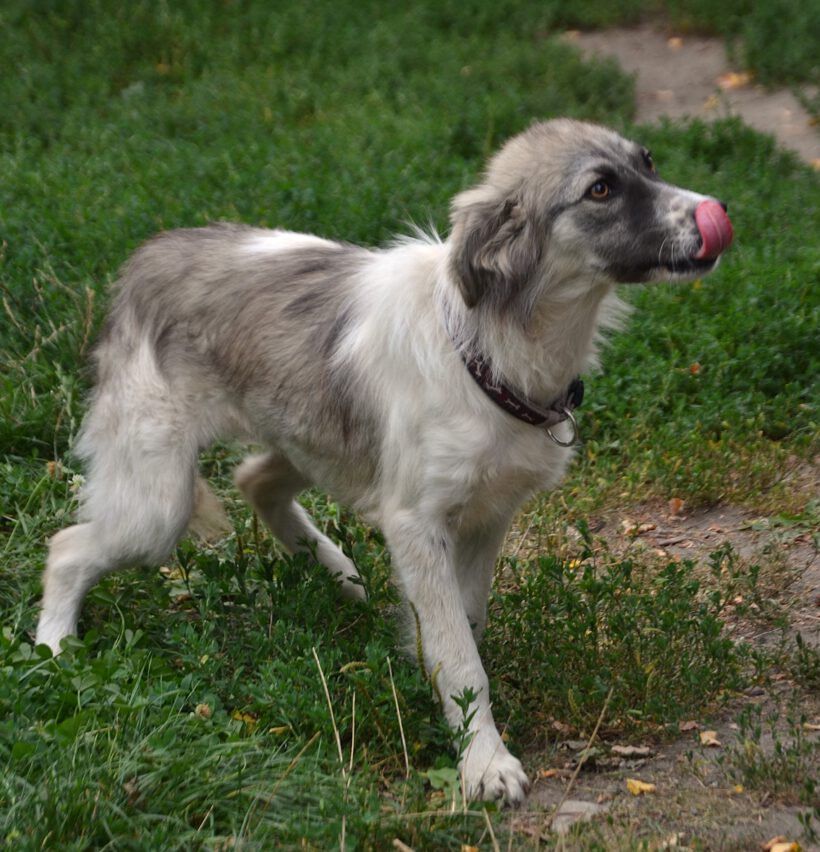 Suki