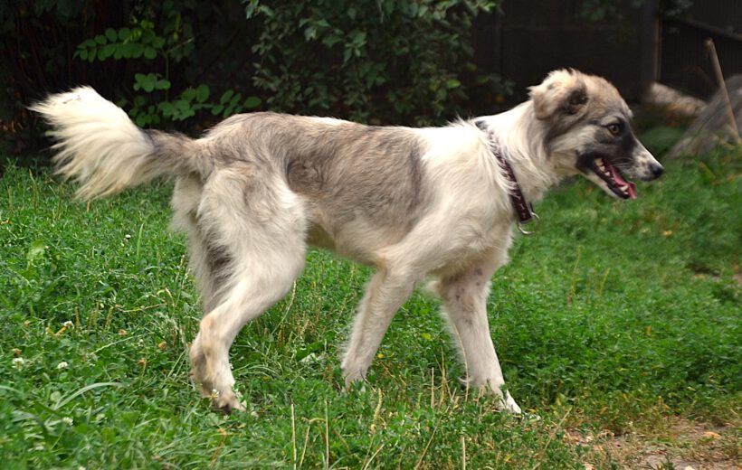 Suki