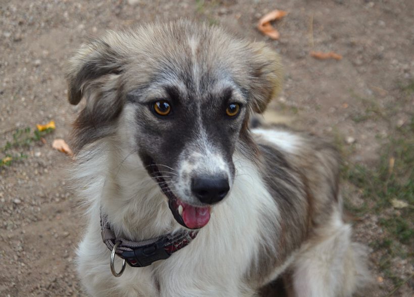 Suki