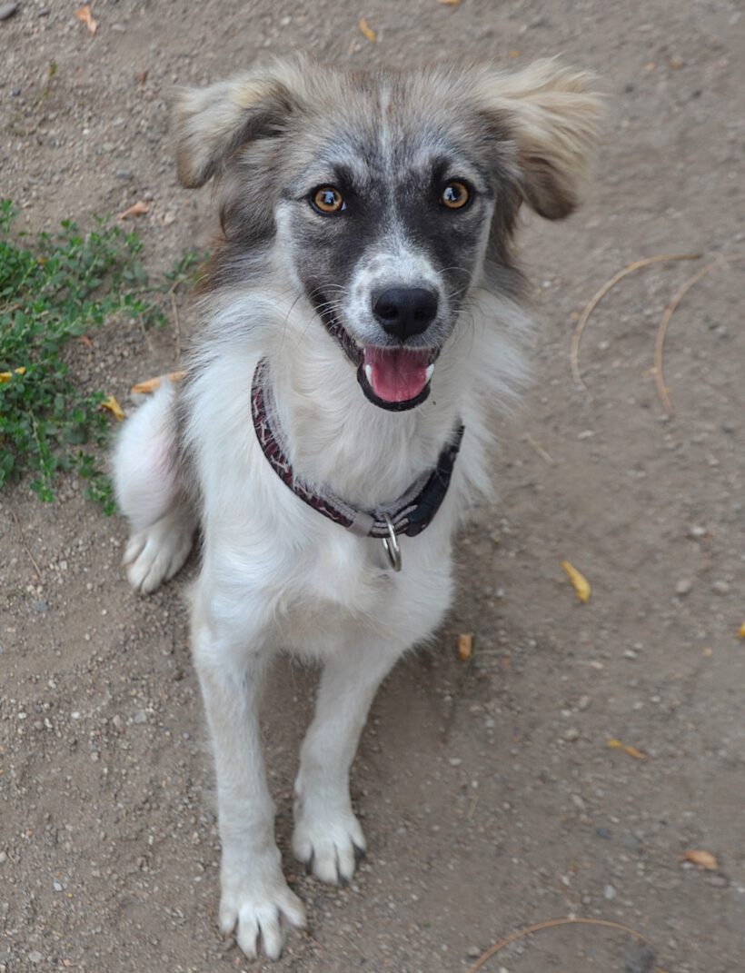 Suki