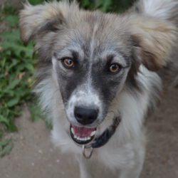 Suki