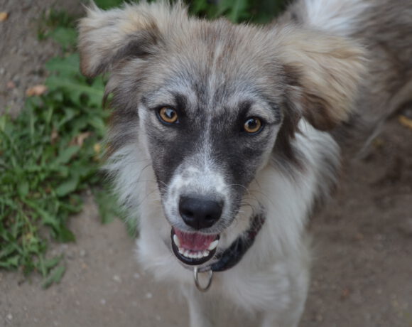 Suki