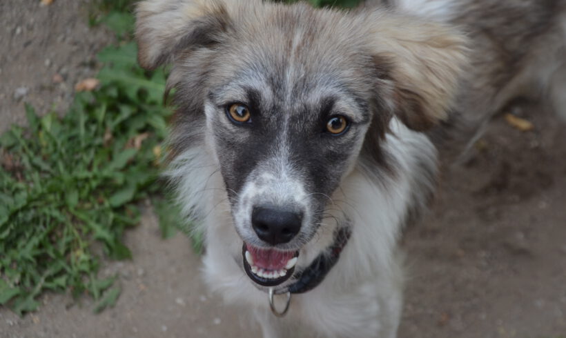 Suki