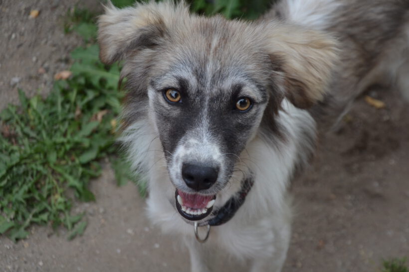 Suki