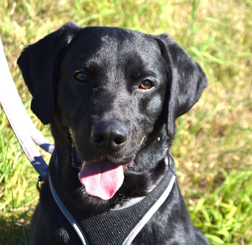 Balu