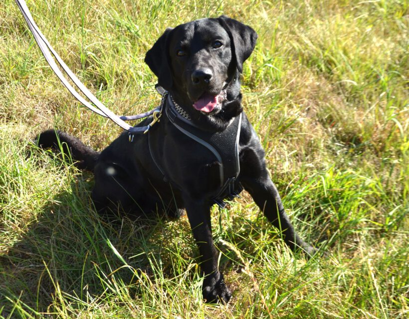 Balu