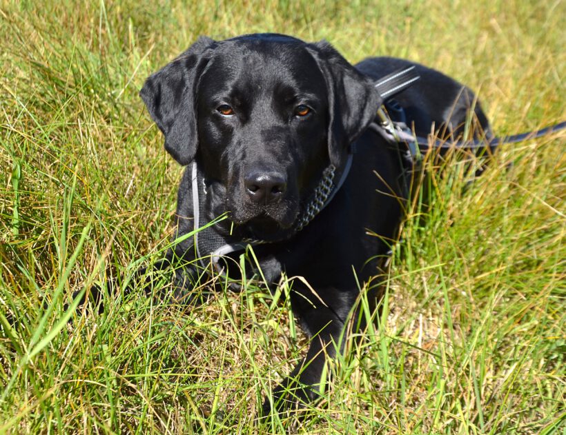 Balu