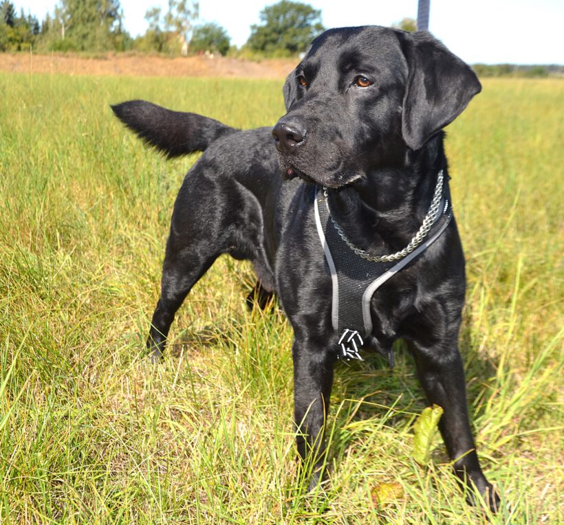 Balu