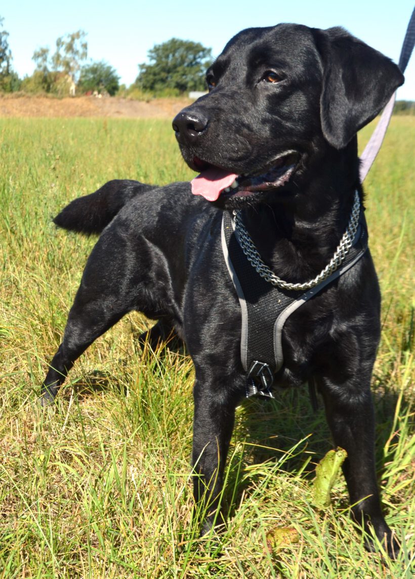 Balu