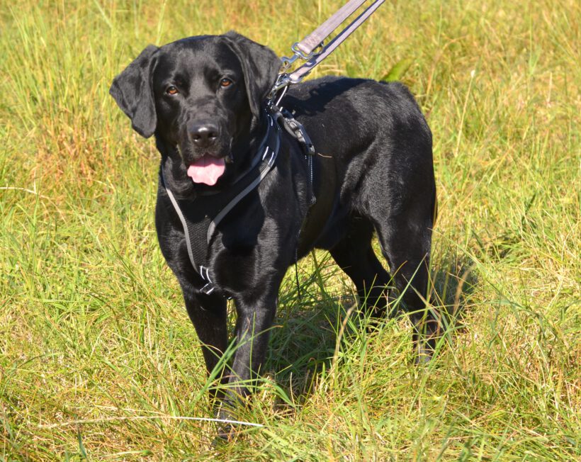 Balu