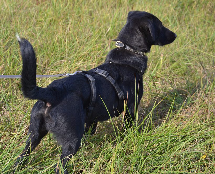 Blacky