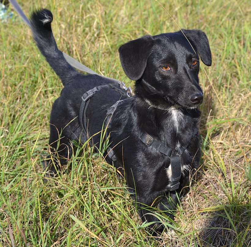 Blacky