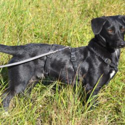 Blacky